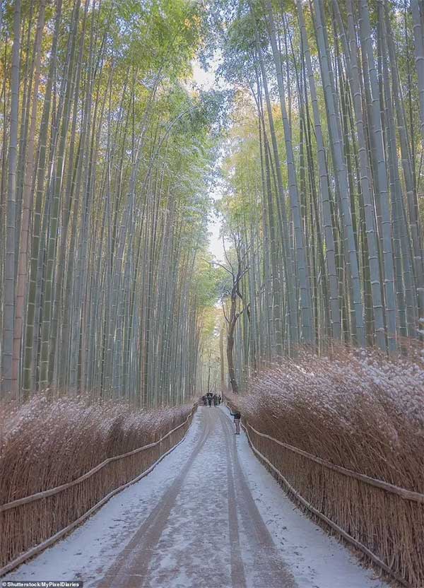 Picture 6 of The most mysterious forests in the world