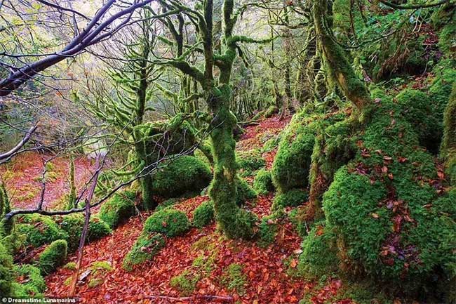 Picture 7 of The most mysterious forests in the world