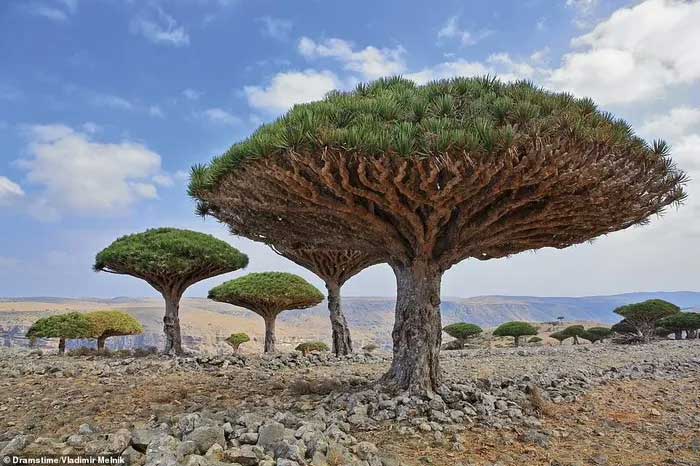 Picture 8 of The most mysterious forests in the world