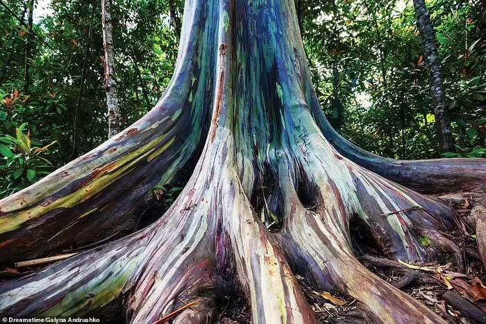 Picture 9 of The most mysterious forests in the world