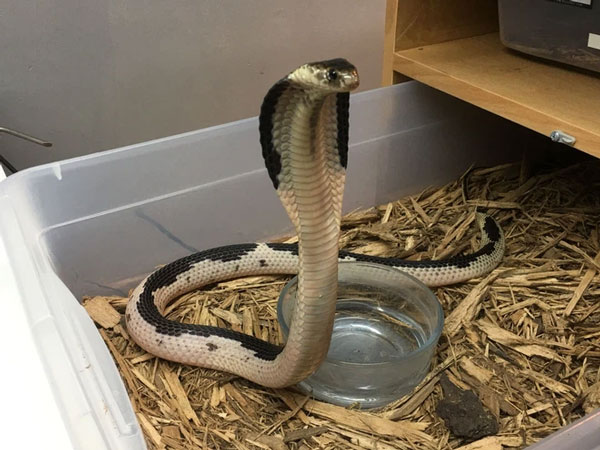 The most poisonous snake in Vietnam: Banded krait, king cobra or king cobra have no chance Picture 3