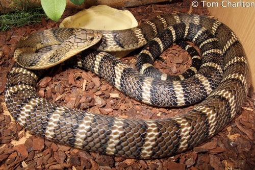 The most poisonous snake in Vietnam: Banded krait, king cobra or king cobra have no chance Picture 4