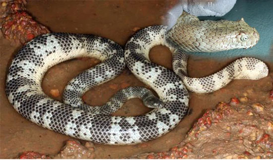 The most poisonous snake in Vietnam: Banded krait, king cobra or king cobra have no chance Picture 5