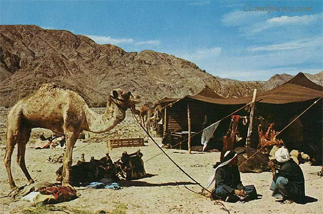 Picture 5 of The mystery of brick houses with many holes in the desert: Knowing the effect will surprise everyone!