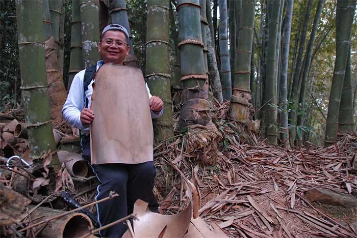 Picture 3 of The mystery of giant bamboo, which can be taller than a 10-story building
