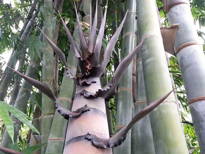 Picture 4 of The mystery of giant bamboo, which can be taller than a 10-story building