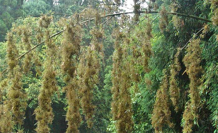Picture 5 of The mystery of giant bamboo, which can be taller than a 10-story building