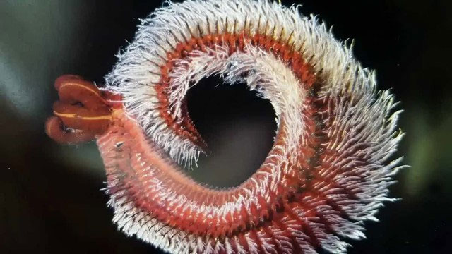 The Mystery of Pompeii Worms - The Bizarre Creature That Even Lava Can't Kill! Picture 3