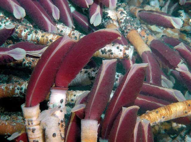 The Mystery of Pompeii Worms - The Bizarre Creature That Even Lava Can't Kill! Picture 4