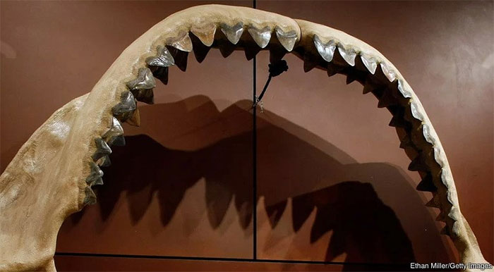 Picture 11 of The mystery of the 11 mass extinctions on Earth and the prediction of the 12th event