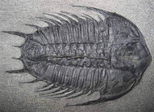 Picture 3 of The mystery of the 11 mass extinctions on Earth and the prediction of the 12th event