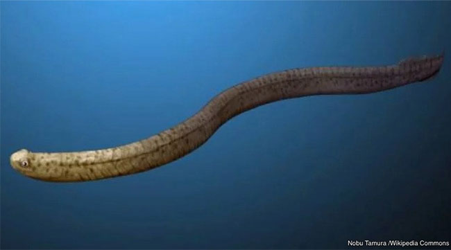 Picture 5 of The mystery of the 11 mass extinctions on Earth and the prediction of the 12th event