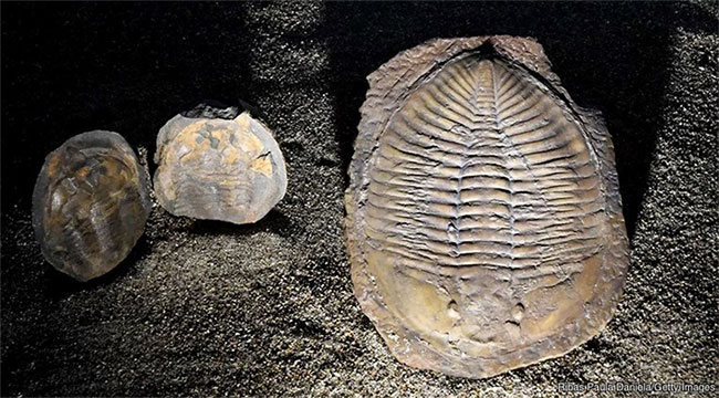 Picture 8 of The mystery of the 11 mass extinctions on Earth and the prediction of the 12th event