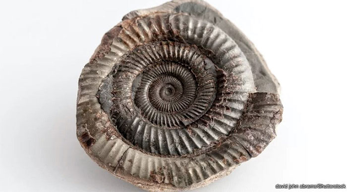 Picture 9 of The mystery of the 11 mass extinctions on Earth and the prediction of the 12th event
