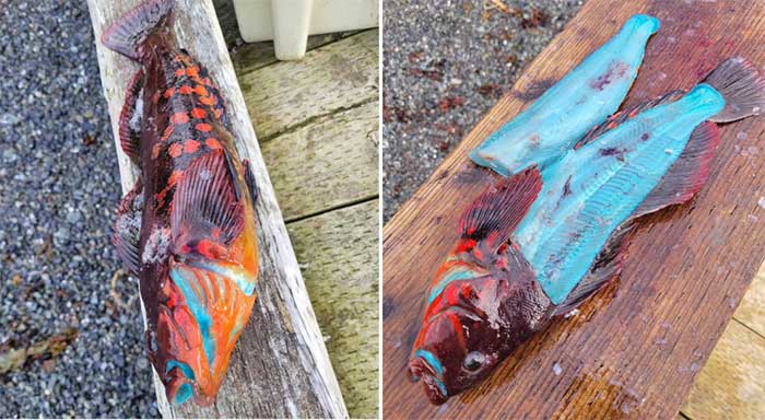 The Mystery of the Blue Fish in Alaska Picture 1