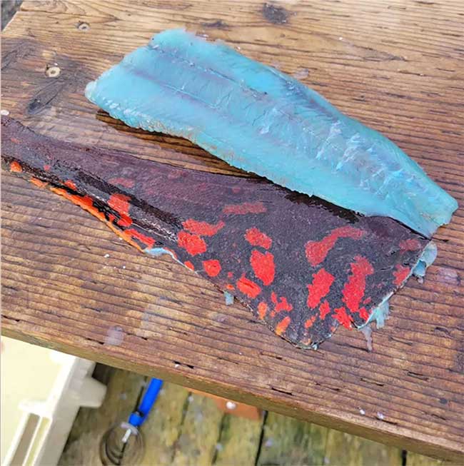 The Mystery of the Blue Fish in Alaska Picture 2