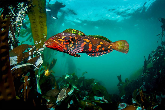 The Mystery of the Blue Fish in Alaska Picture 4