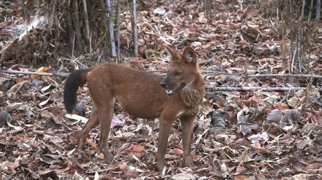 The mystery of the Chinese jackal is compared to be stronger than the tiger! Picture 1