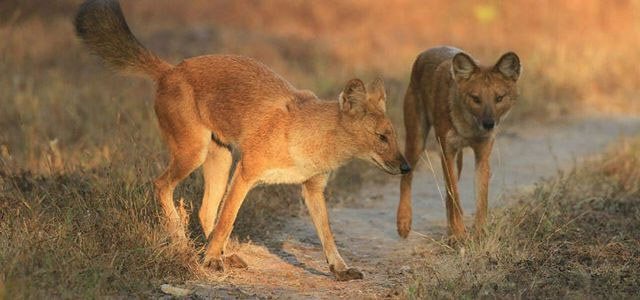 The mystery of the Chinese jackal is compared to be stronger than the tiger! Picture 2