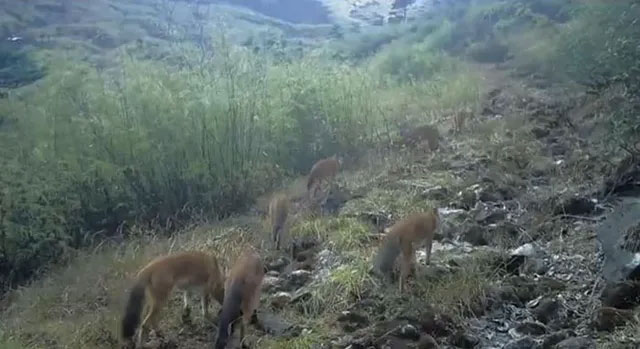 The mystery of the Chinese jackal is compared to be stronger than the tiger! Picture 3