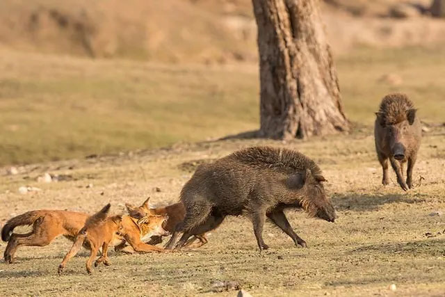 The mystery of the Chinese jackal is compared to be stronger than the tiger! Picture 4