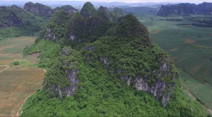 The mystery of the death of a giant monkey over 3m tall that once existed throughout China Picture 2