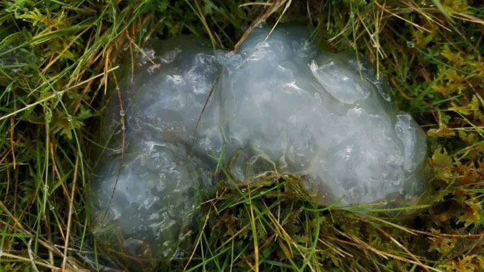 The mystery of the mucus rain brought the disease that sent the whole town to the hospital Picture 4