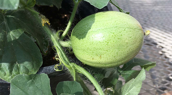 Picture 2 of The mystery of the origin of the watermelon may have been solved.