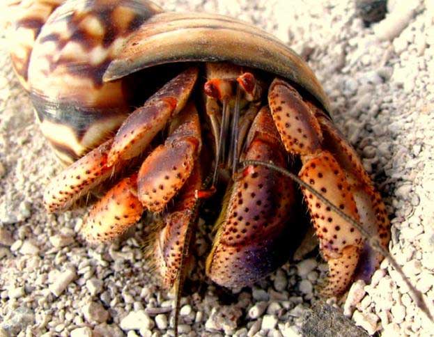 The mystery of the prehistoric penis worm that used to live in a hermit crab-like shell Picture 4