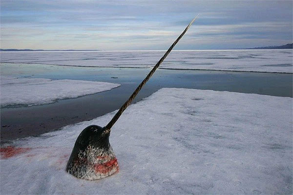 Picture 6 of The narwhal possesses treasures more precious than gold