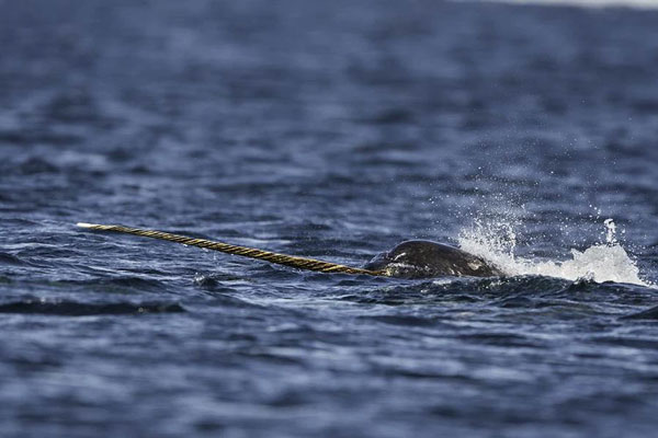 Picture 7 of The narwhal possesses treasures more precious than gold