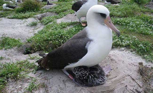 Picture 1 of The oldest albatross bird in the world still lays eggs at the age of 70