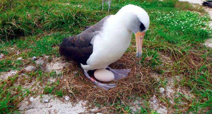 Picture 2 of The oldest albatross bird in the world still lays eggs at the age of 70