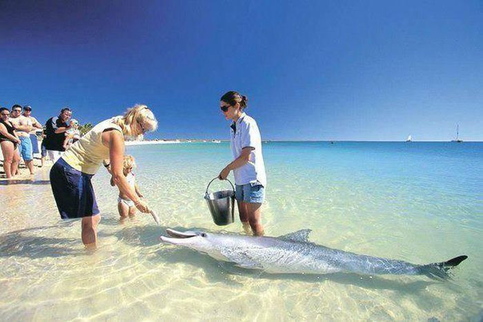 Picture 1 of The only beach in the world where dolphins visit every day
