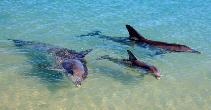 Picture 2 of The only beach in the world where dolphins visit every day
