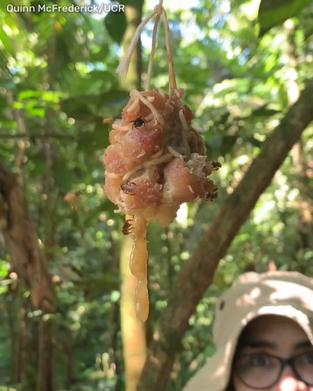 The only bee in the world without a stinger, evolved to eat meat Picture 1