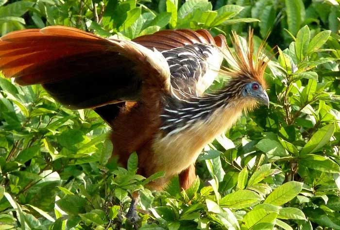 Picture 10 of The only chicken in the world that has claws on its wings and flies like a bird