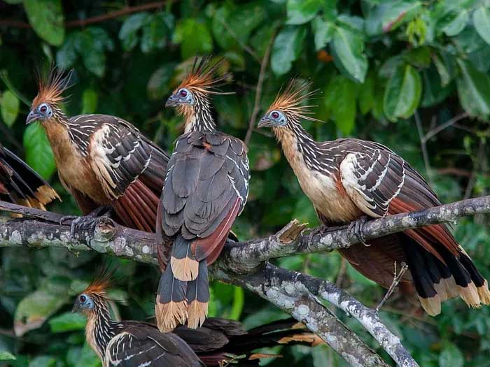 Picture 11 of The only chicken in the world that has claws on its wings and flies like a bird