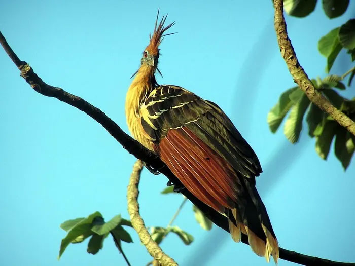 Picture 14 of The only chicken in the world that has claws on its wings and flies like a bird