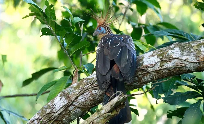 Picture 15 of The only chicken in the world that has claws on its wings and flies like a bird