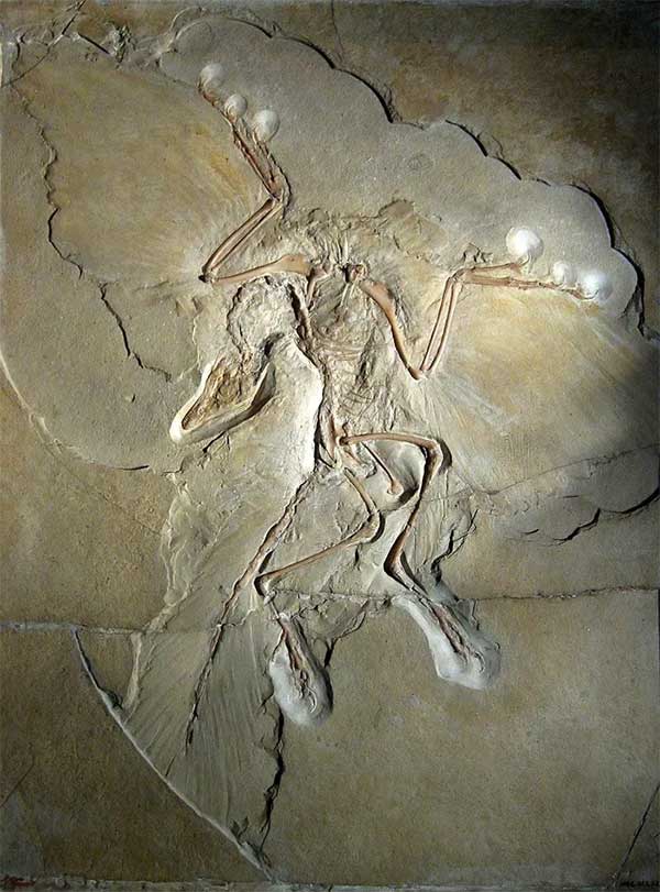 Picture 7 of The only chicken in the world that has claws on its wings and flies like a bird