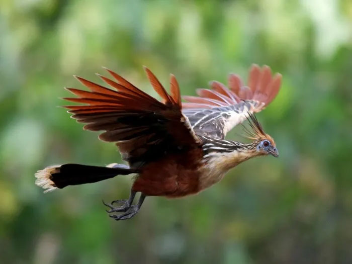Picture 9 of The only chicken in the world that has claws on its wings and flies like a bird