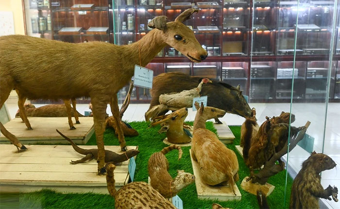Picture 13 of The only museum not for the faint of heart in Vietnam