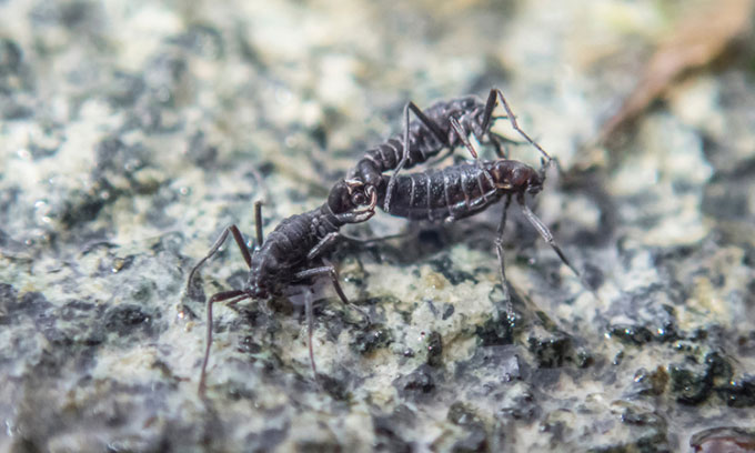 Picture 1 of The only native insect in Antarctica may be extinct
