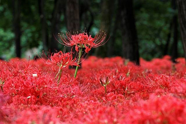 Picture 1 of The origin and spiritual meaning of the flower of the other shore that not everyone knows