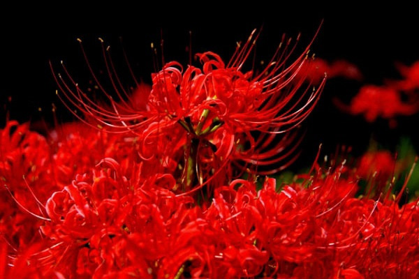 Picture 2 of The origin and spiritual meaning of the flower of the other shore that not everyone knows