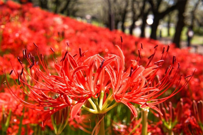 Picture 3 of The origin and spiritual meaning of the flower of the other shore that not everyone knows