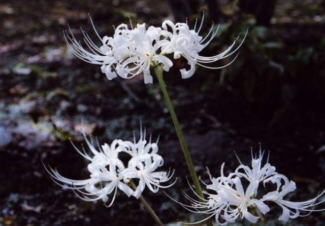 Picture 4 of The origin and spiritual meaning of the flower of the other shore that not everyone knows