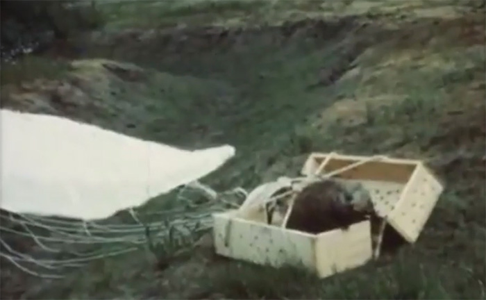 The 'parachuting beaver' campaign was unexpectedly successful 70 years ago Picture 2