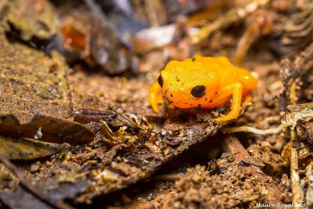 Picture 4 of The poorest frog on the planet: As small as a fingernail, after evolution, it loses its jumping instinct